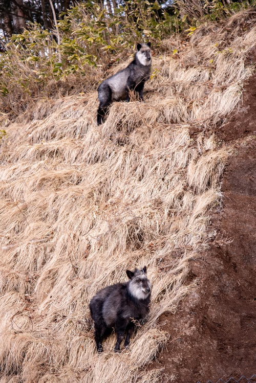 美ヶ原高原に生息するニホンカモシカの親子