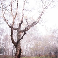 霧に包まれた美ヶ原の白樺平の冬景色の写真