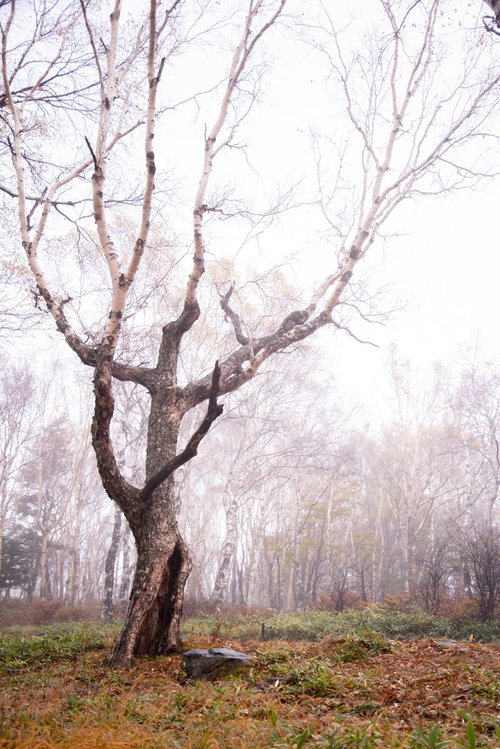霧に包まれた美ヶ原の白樺平の冬景色