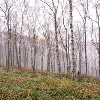 霧に包まれた白樺の林（白樺平）の秋冬の季節風景の写真