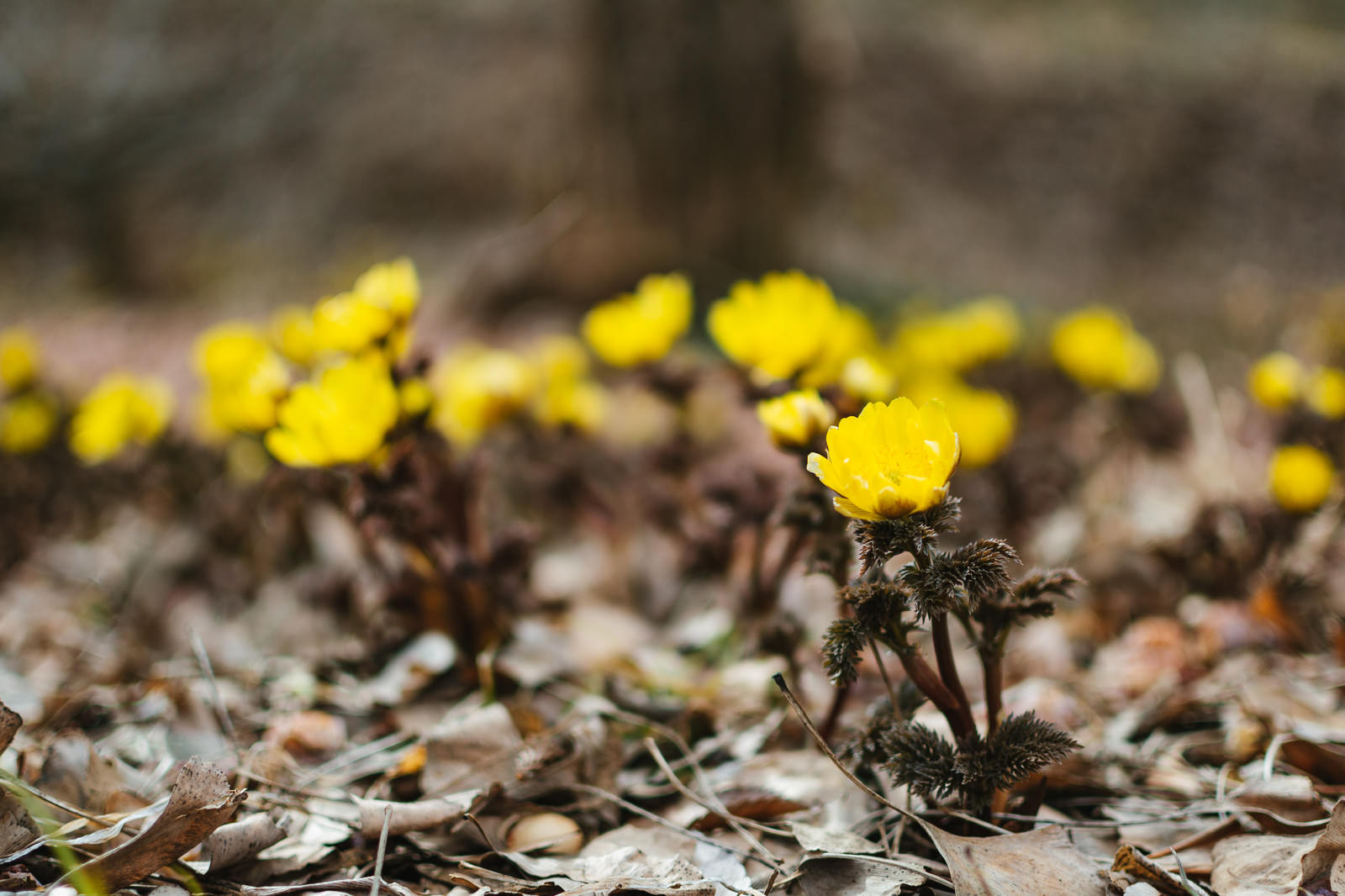 地面に咲く黄色い福寿草の花と周囲に散らばる落ち葉
