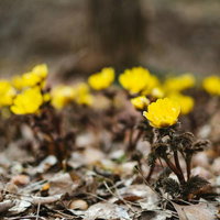 余里に咲く福寿草と落ち葉、早春の野草風景の写真