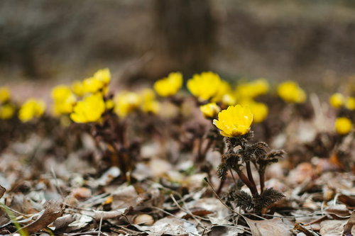余里に咲く福寿草と落ち葉、早春の野草風景