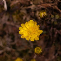 春を知らせる福寿草の黄色い花、雪の中に咲く早春の代表的な野草の写真
