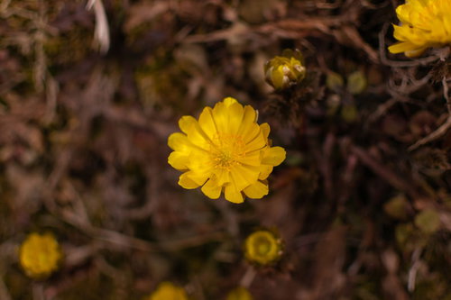 春を知らせる福寿草の黄色い花、雪の中に咲く早春の代表的な野草