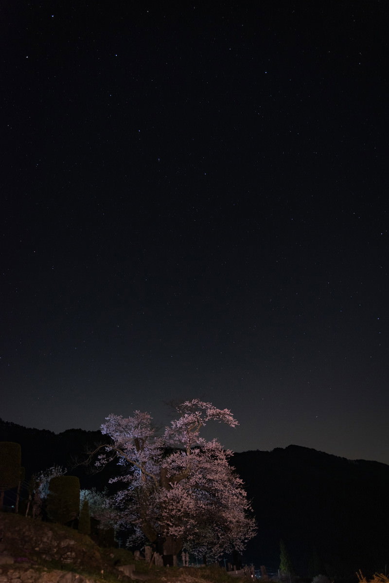夜空を背景に咲く武石大布施の彼岸桜
