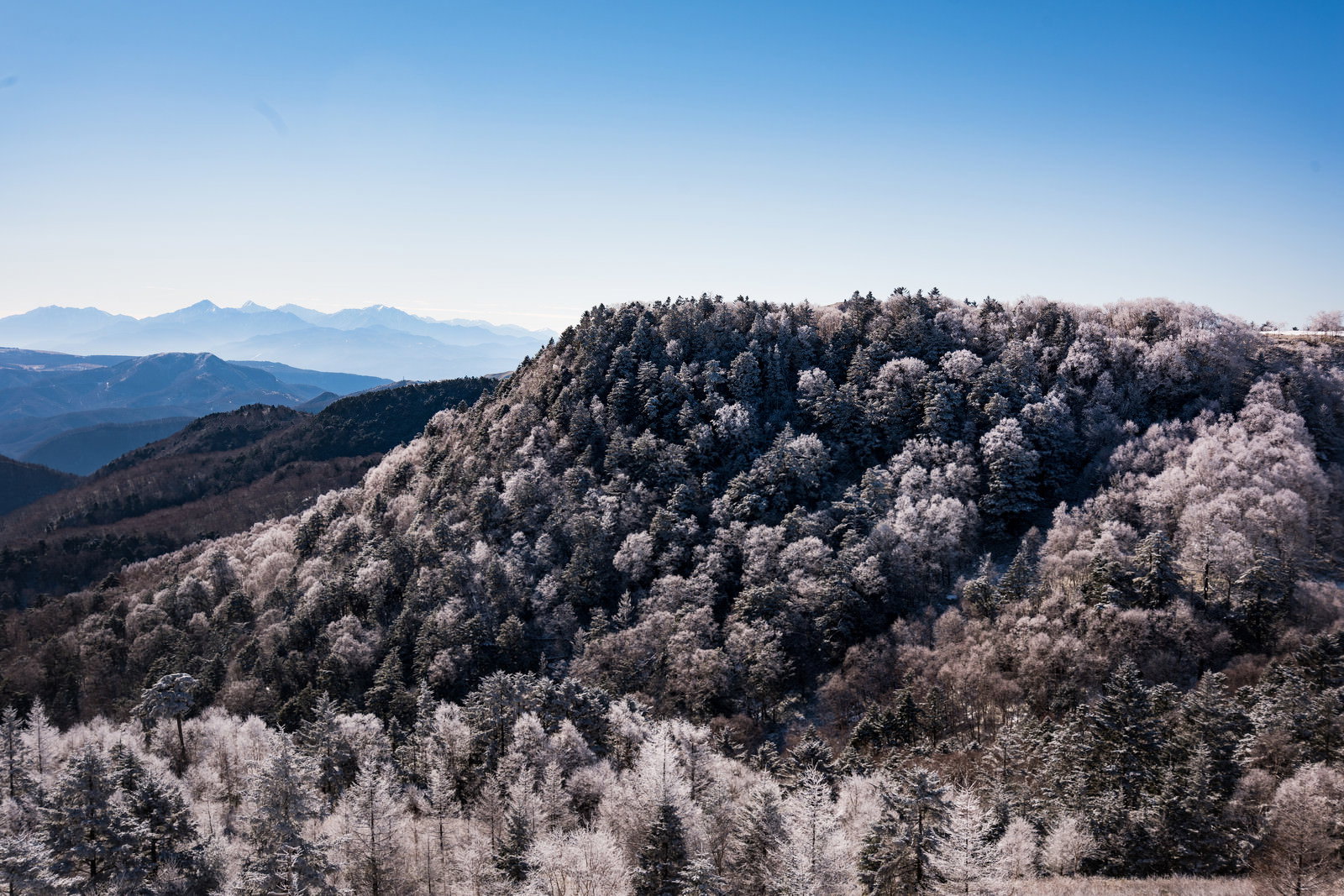 美ヶ原から見る雪化粧した山々と霧氷に覆われた樹木
