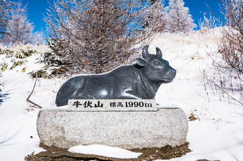 牛伏山頂上付近にある牛像の案内（美ヶ原）