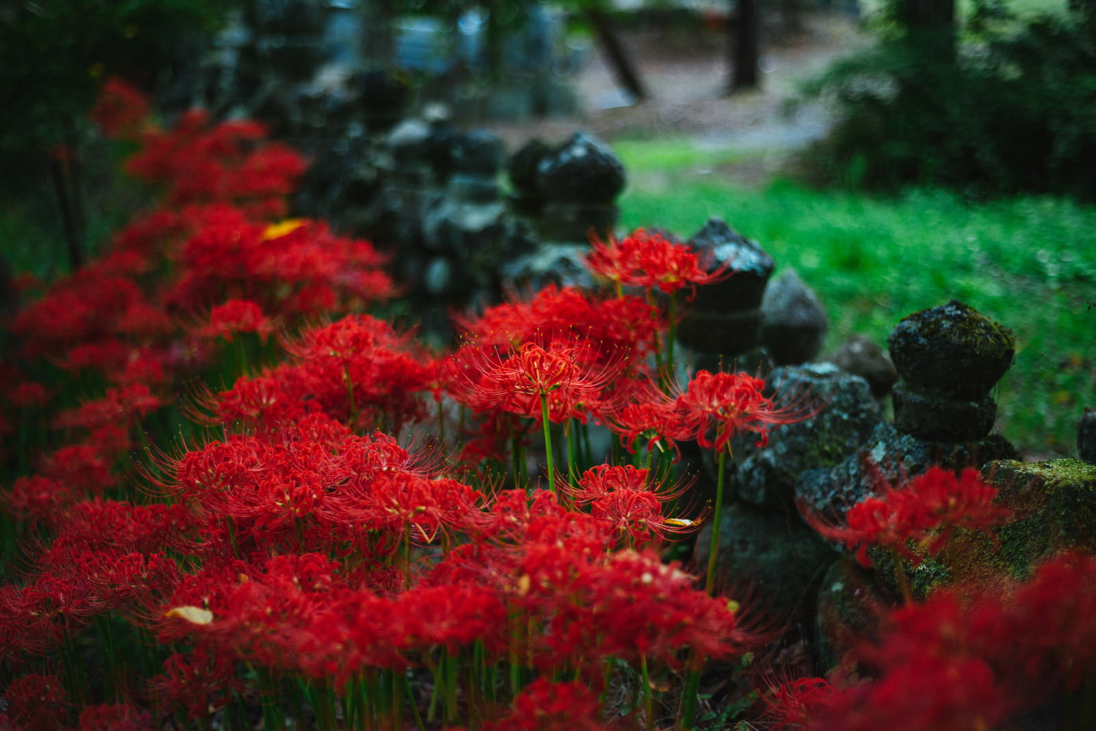 暗い背景に鮮やかな赤色の彼岸花が群生している