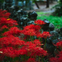 弥勒堂の彼岸花が群生する秋の花畑（鳥屋）の写真