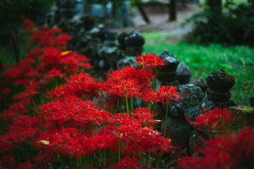 弥勒堂の彼岸花が群生する秋の花畑（鳥屋）