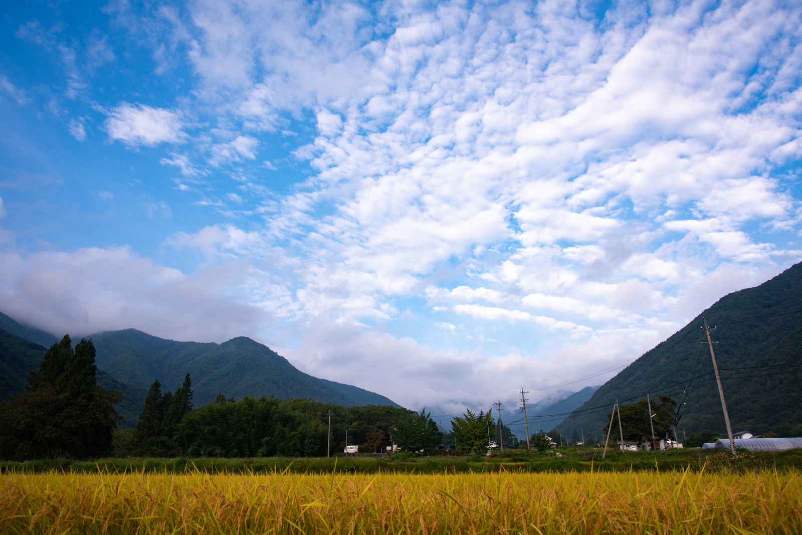 美ヶ原の麓に広がる黄金色の稲穂と青空に雲が浮かぶ風景