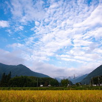 美ヶ原の麓に黄金色の稲穂が広がる秋の田園風景の写真
