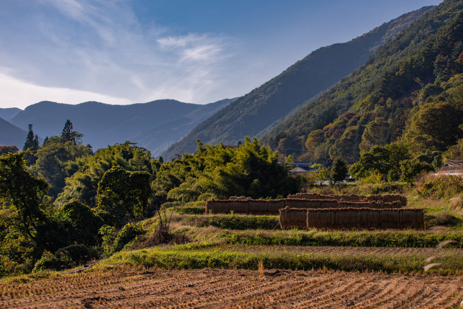 山間部の棚田で稲刈り後にはぜかけされた米が天日干しされている風景
