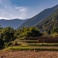 山間部の棚田で稲刈り後にはぜかけされた米を天日干しにする風景の写真