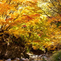 せせらぐ清流と紅葉したもみじ、秋の自然風景の写真