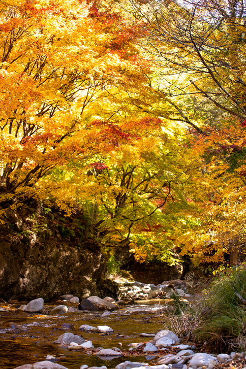 せせらぐ清流と紅葉したもみじ、秋の自然風景