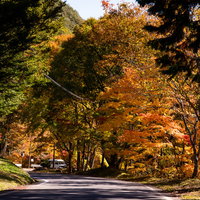 道路沿いに並ぶもみじ橋の紅葉とトンネル、秋の黄葉景色の写真