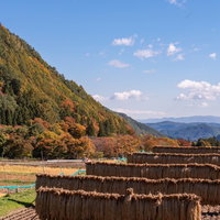 収穫後の田んぼではぜ掛けされた稲穂が天日干しされている秋の農業風景の写真