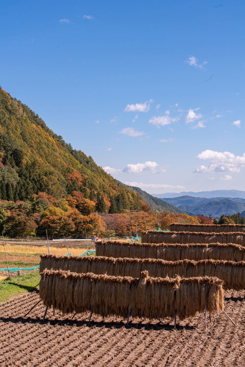 収穫後の田んぼではぜ掛けされた稲穂が天日干しされている秋の農業風景