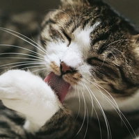 前足をペロペロ舐めて毛づくろいする猫の動作の写真