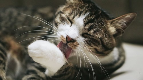 前足をペロペロ舐めて毛づくろいする猫の動作