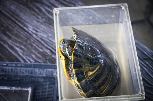 大丈夫？首出してもセンシティブ判定されない？