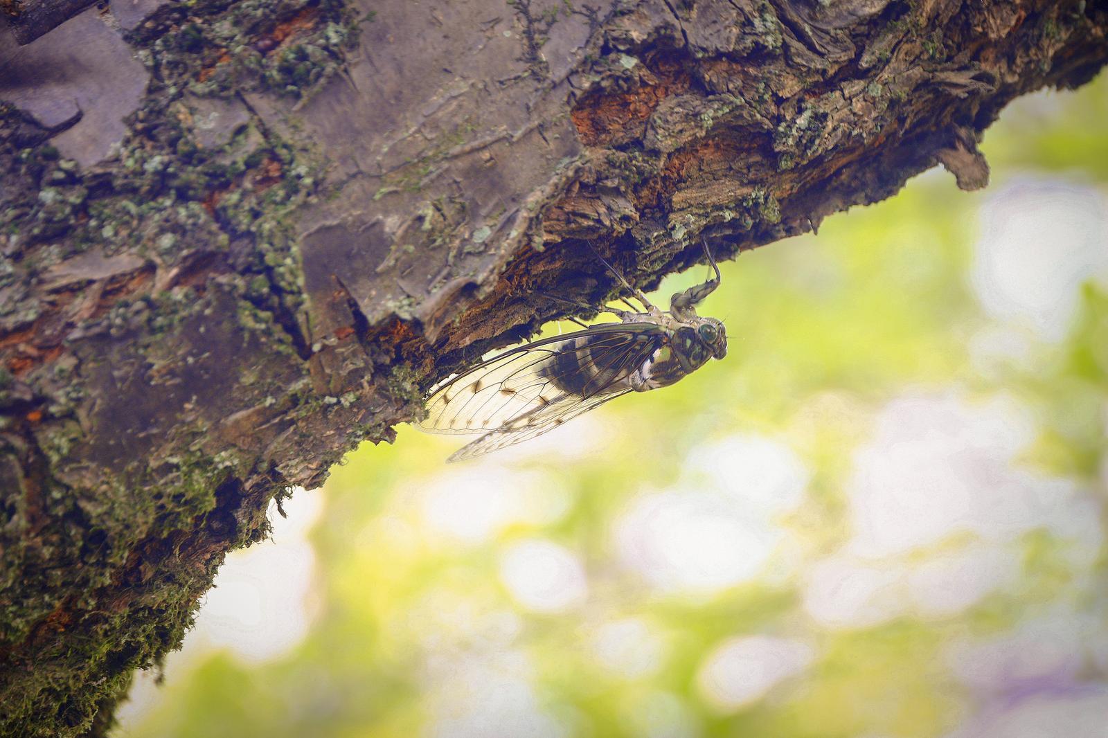 木の幹の裏にしがみつくミンミンゼミ