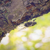 夏の木陰に捕まるミンミンゼミの写真