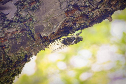 夏の木陰に捕まるミンミンゼミ