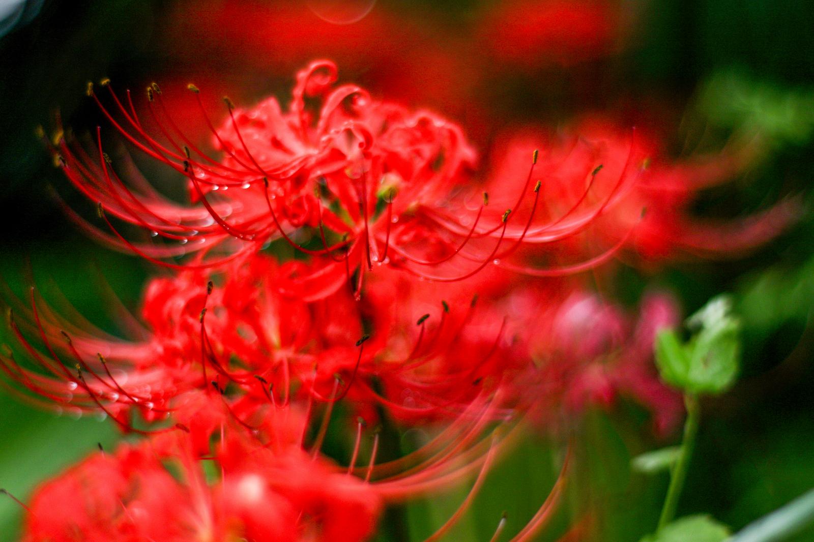 鮮やかな赤色のヒガンバナの花をクローズアップで撮影