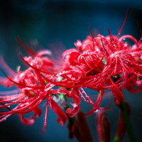 お祭りの屋台で金魚すくいをする浴衣姿の女の子の写真