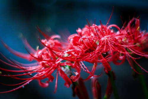 お祭りの屋台で金魚すくいをする浴衣姿の女の子