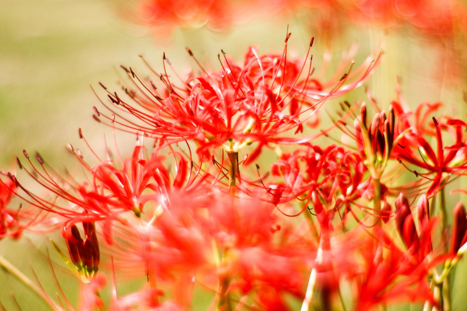 赤い彼岸花の花弁と雄しべが放射状に広がる接写の写真