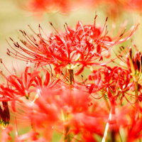 咲き誇る赤い彼岸花のクローズアップの写真