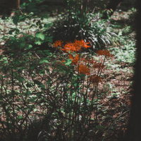 木漏れ日の下で咲く赤い彼岸花と茶色い落ち葉の林床の写真