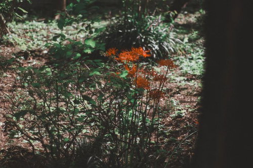 木漏れ日の下で咲く赤い彼岸花と茶色い落ち葉の林床