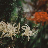 静かな森に咲く白彼岸花のクローズアップの写真