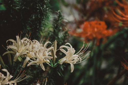 静かな森に咲く白彼岸花のクローズアップ