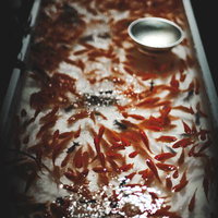 春の満開の桜と青空の写真