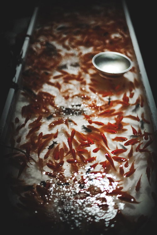 春の満開の桜と青空