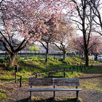 川沿い公園のベンチと桜並木（春）の写真