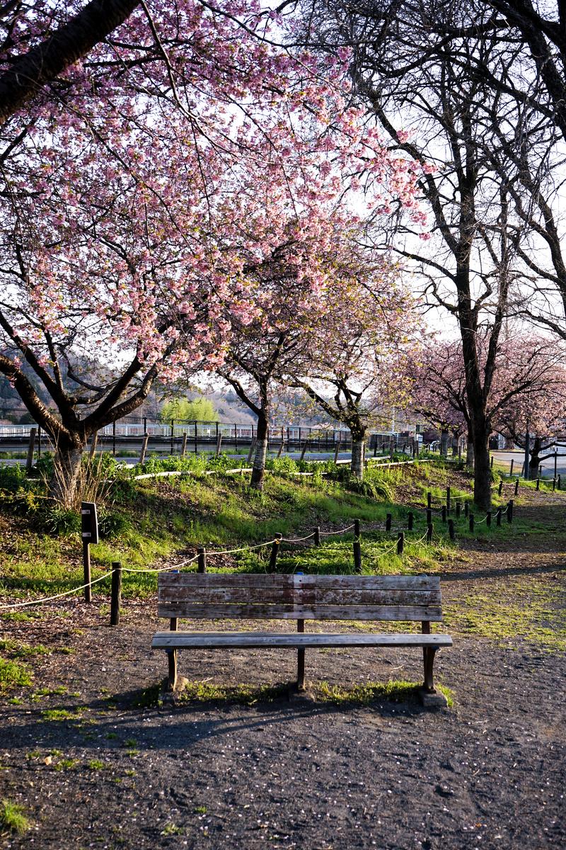 川沿いの公園に並ぶ桜と木製ベンチ