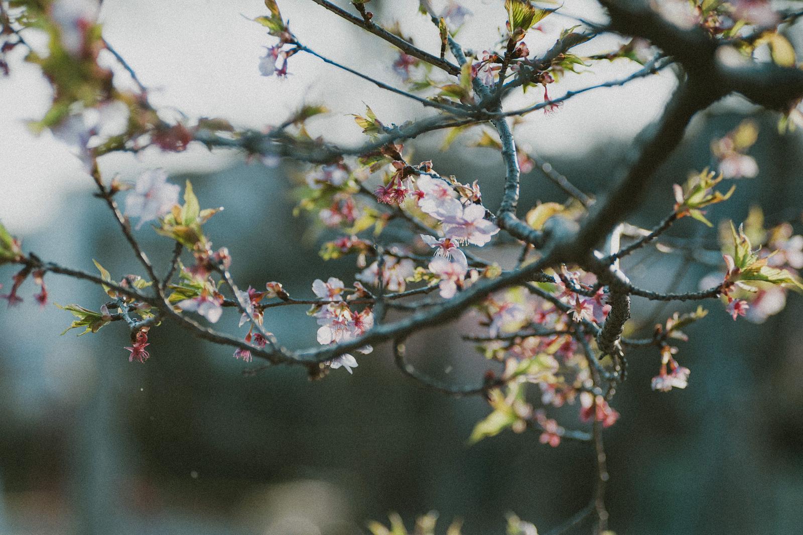 公園の桜枝に咲き始めた花と新芽