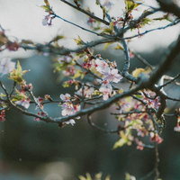 葉桜の午後、咲き始めの桜枝の写真