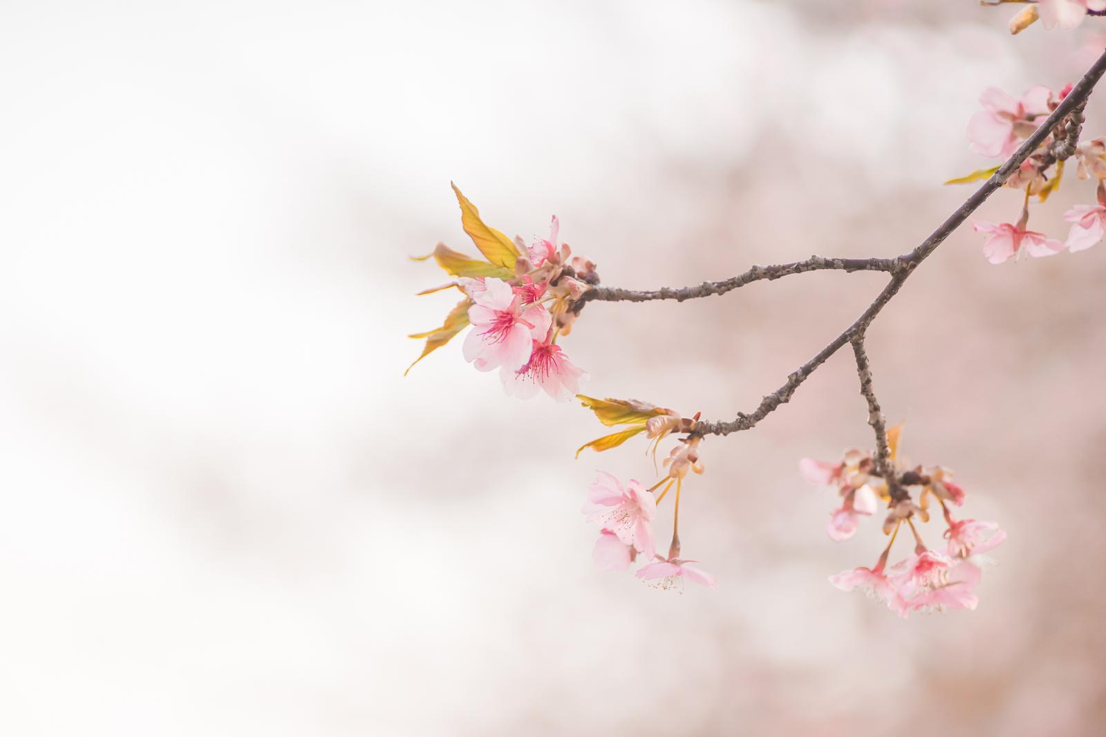 柔らかい光の中の葉桜