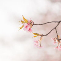 柔らかい光の中の葉桜の写真
