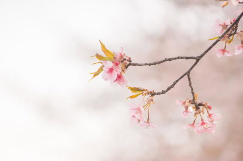 柔らかい光の中の葉桜