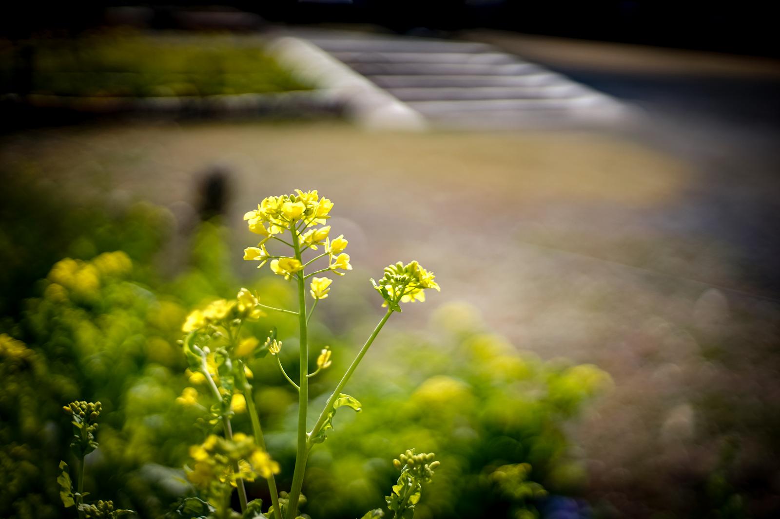 道路脇でローアングルに撮った菜の花