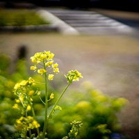 ローアングルで撮った菜の花の写真